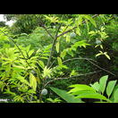 Ein Zimtapfel, dessen Früchte zum schmackhaftesten Obst der Tropen gehört